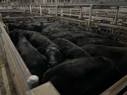 194 · 18 Angus X Grown Steers