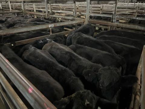 195 · 10 Angus X Grown Steers