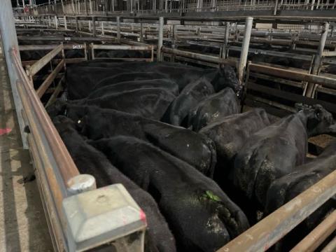 196 · 17 Angus X Grown Steers