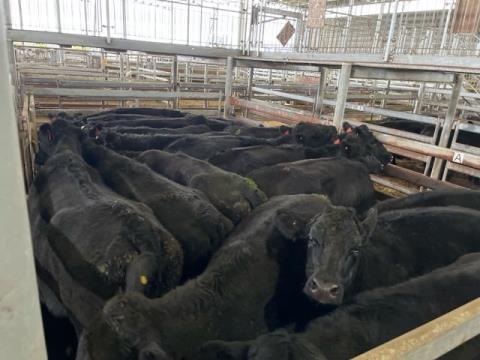 197 · 8 Angus X Grown Steers