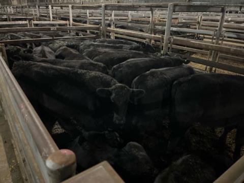198 · 16 Angus X Grown Steers