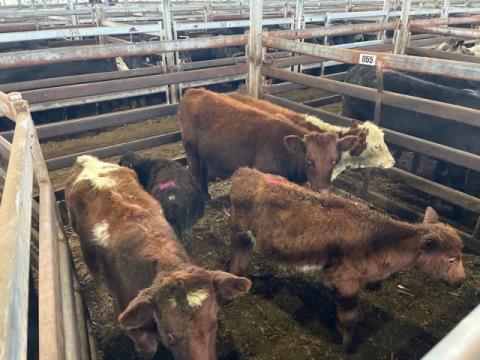 097 · 2 Shorthorn X Weaner Heifers