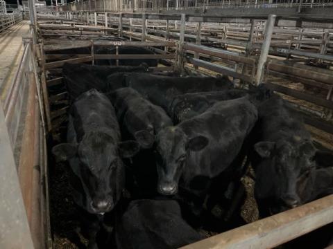 199 · 13 Angus X Grown Steers