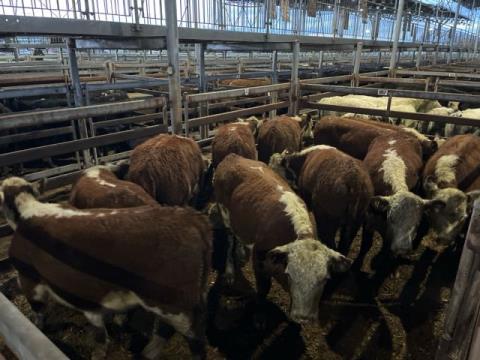 098 · 11 Poll Hereford Weaner Heifers