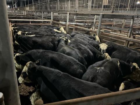 200 · 30 Hereford X Grown Steers