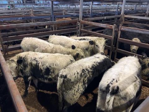 099 · 6 Speckle Park Weaner Heifers