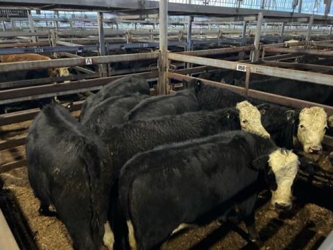 100 · 7 Angus X Hereford Weaner Heifers