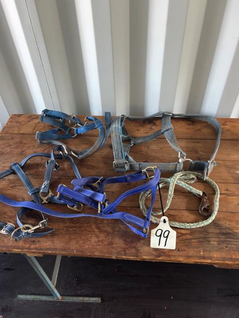 Assorted Halters