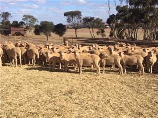 154 Future Breeder Ewe Lambs