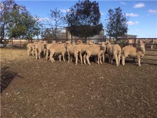 24 Future Breeder Ewe Lambs