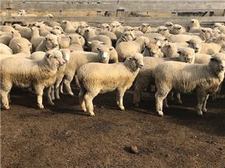 280 Mixed Sex Trade Lambs