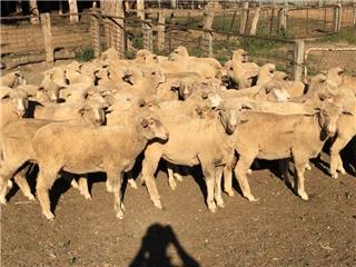 48 NSM Ewe Lambs