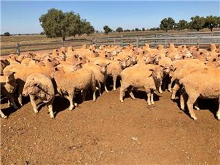 182 Store Wether Lambs