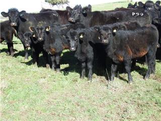 NUTRIEN AG SOLUTIONS EUROA Cattle listings | AuctionsPlus