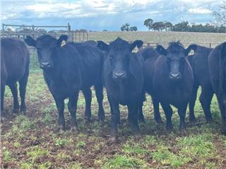 Pen 142-L - 1 Australian Illawarra Shorthorn Grown Steers | AuctionsPlus