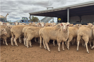 885 · 93 SIL Ewe Lambs (jachmannfarmingloxton)