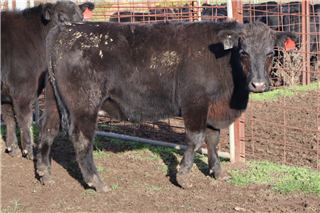 924 · 3 Backgrounder Steers (NORTH ESK AGRICULTURE PTY. LIMITED.)