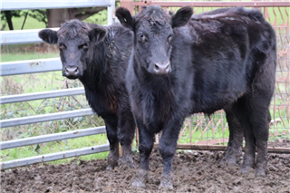 921 · 4 Steers (Westfield Estate)