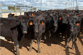 156 · 60 Backgrounder Heifers (Australian Country Choice - Opal Creek)
