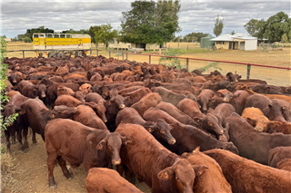 118 · 120 Weaned Steers (Alice Downs Grazing Company)