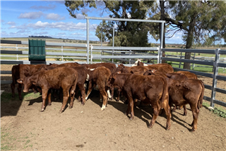 151 · 18 Weaned Heifers (Bracket M Rural)