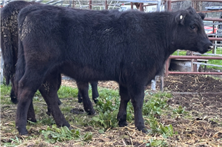 255 · 12 Weaned Steers (M & T KELL)