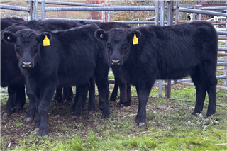 254 · 8 Weaned Heifers (M & T KELL)