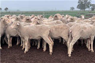 622 · 91 SIL Ewes (AJ & BJ O'CONNOR)