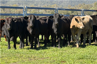 177 · 60 Backgrounder Heifers (Westbrick Pty Ltd Trading as Kintyre Station)