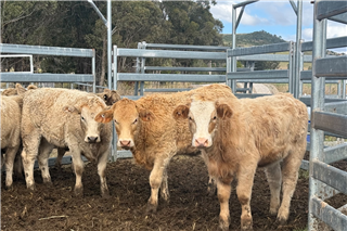 146 · 19 Weaned Heifers (Willessa Grazing)