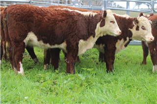 248 · 12 Weaned Heifers (HINDMARSH ENTERPRISES PTY LTD)