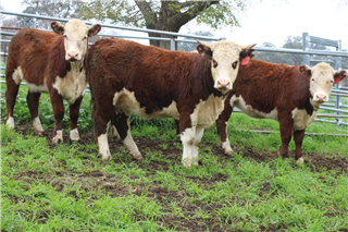 247 · 4 NSM Future Breeders (HINDMARSH ENTERPRISES PTY LTD)