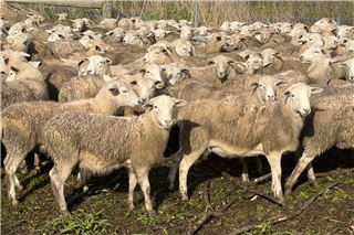 556 · 230 Store Wether Lambs (L McNeill)