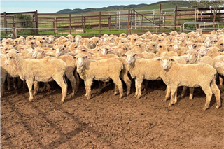 569 · 480 Store Wether Lambs (CARN NOMINEES PTY LTD)