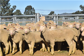 543 · 470 Mixed Sex Suckers (Pollack Ag)