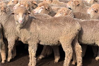 566 · 116 Wether Lambs (MIMITED PTY LTD)
