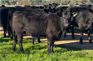 436 · 88 Feeder Heifers (DJ & AM GALPIN)