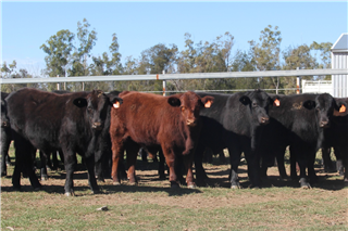 41 Weaned Steers (KJ & VR MacRae)