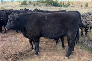 327 · 78 Steers (TD FARMING CO)