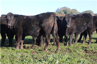 27 Weaned Steers (K & W HARRIS)