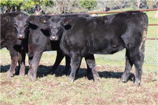 18 Weaned Heifers (K & W HARRIS)
