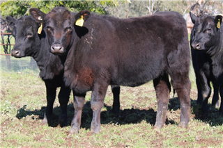 14 Weaned Heifers (K & W HARRIS)