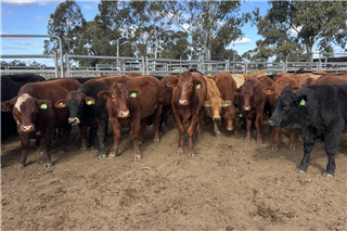 64 Backgrounder Steers (KILLARA CATTLE COMPANY)