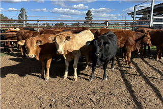 64 Backgrounder Heifers (KILLARA CATTLE COMPANY)