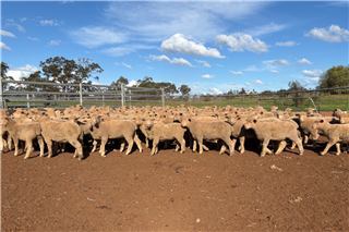 370 Mixed Sex Suckers (Oxley Partners Riverina)