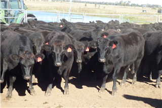 788 · 92 Heifers (SOMERSET TRADING COMPANY Pty Ltd)