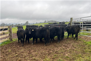 8 Steer Vealers (Moo Cow Farm)