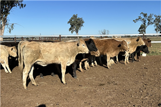 781 · 51 Heifers (DJ & KE Dwyer)