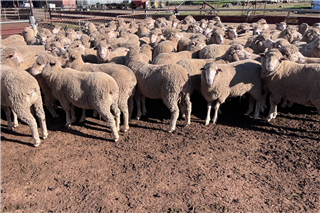 105 Nsm Ewes (P.F & L.R Horne)