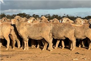 203 Sil Ewes (Selengimar Props)